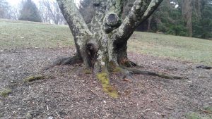 Arnold Arboretum photo