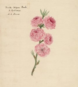 Double-Blossom Peach” by A. S. Adams