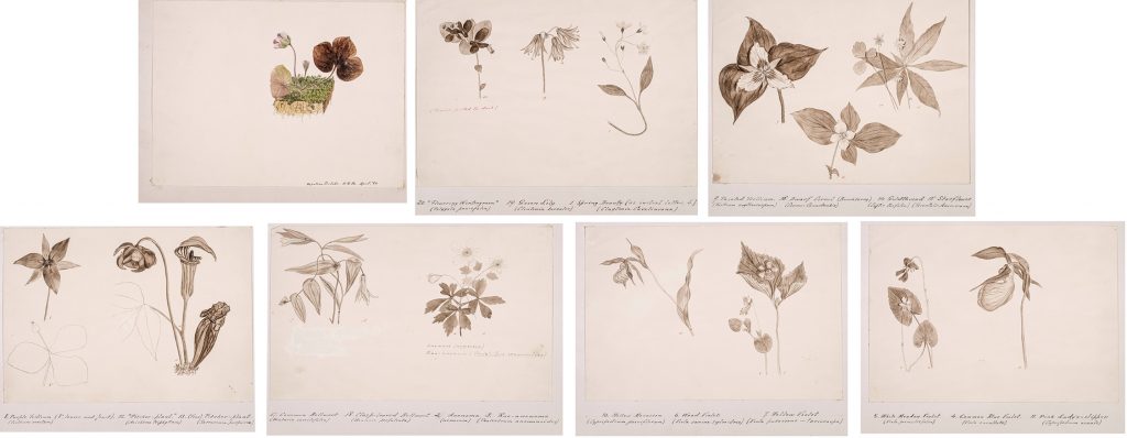 Flower sketches by Henry Davis Minot