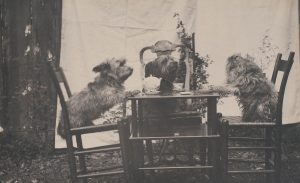 Three dogs seated on chairs at a table set for tea