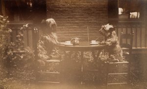 Photo of two dogs seated at a table set for tea