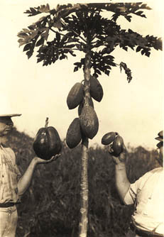 Robert M. Grey and Thomas Barbour holding two types of papaya cross-bred by Grey, Harvard Botanical Garden, Soledad, Cuba Photograph