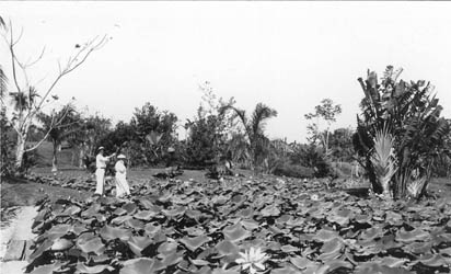 Katharine Atkins and unidentified man in the Harvard Botanical Gardens, Soledad, Cuba Photograph