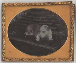 T. Tuugg (dog) Daguerreotype