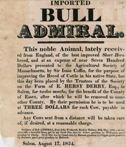 Imported Bull Admiral Broadside