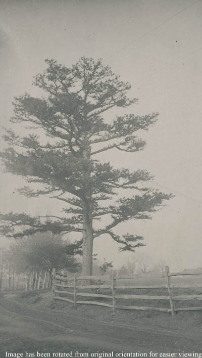 Pine tree on Tenally town road Photograph