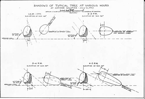 Shadows of Typical Tree at Various Hours at Summer Solstice, July 21, 1907 Lantern slide of diagram