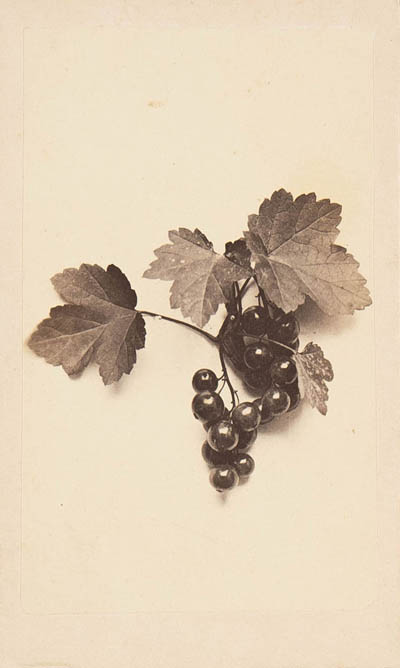 Grapes or berries on white background Carte de visite