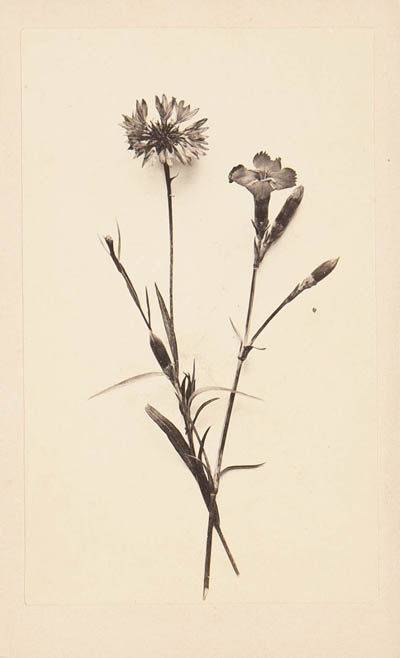 Flowers Carte de visite