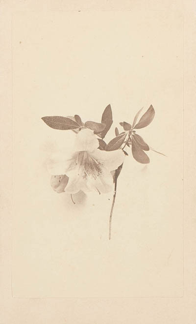 Flowers Carte de visite