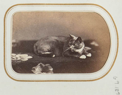 Cat on table Carte de visite