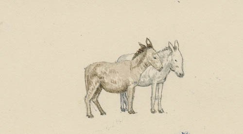 [Study of Donkeys], [Cuba, 1894] Watercolor on paper