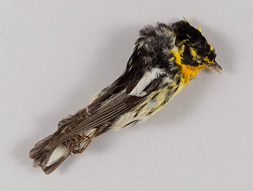 Blackburnian warbler Preserved bird specimen